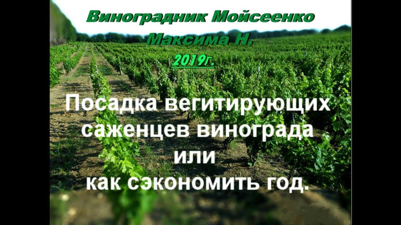 Посадка вегитирующих саженцев винограда или как сэкономить год вегитации.