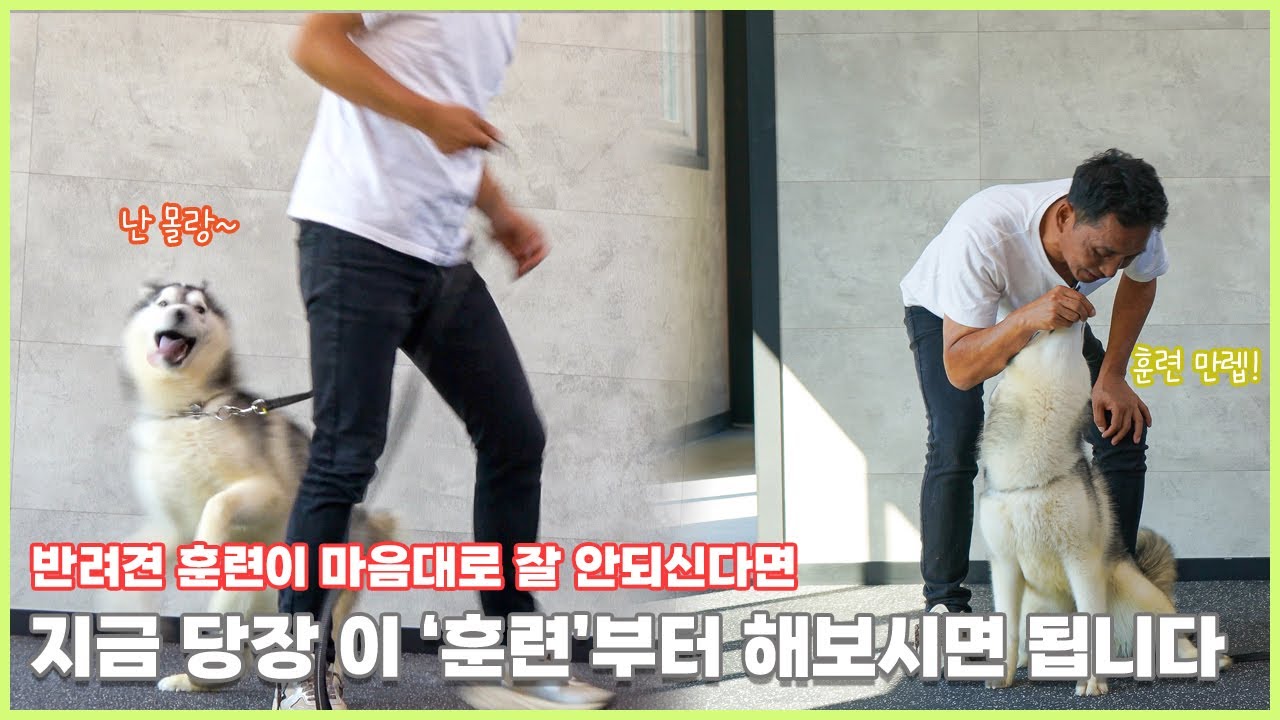 유튜브 보고 훈련을 따라해도 안되는 이유와 방법에 대해서 알려드립니다. 이제 집에서 훈련하세요