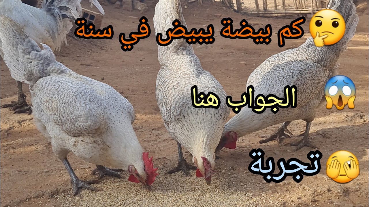 شوفو شحال بيضلي الفيومي المنيوم