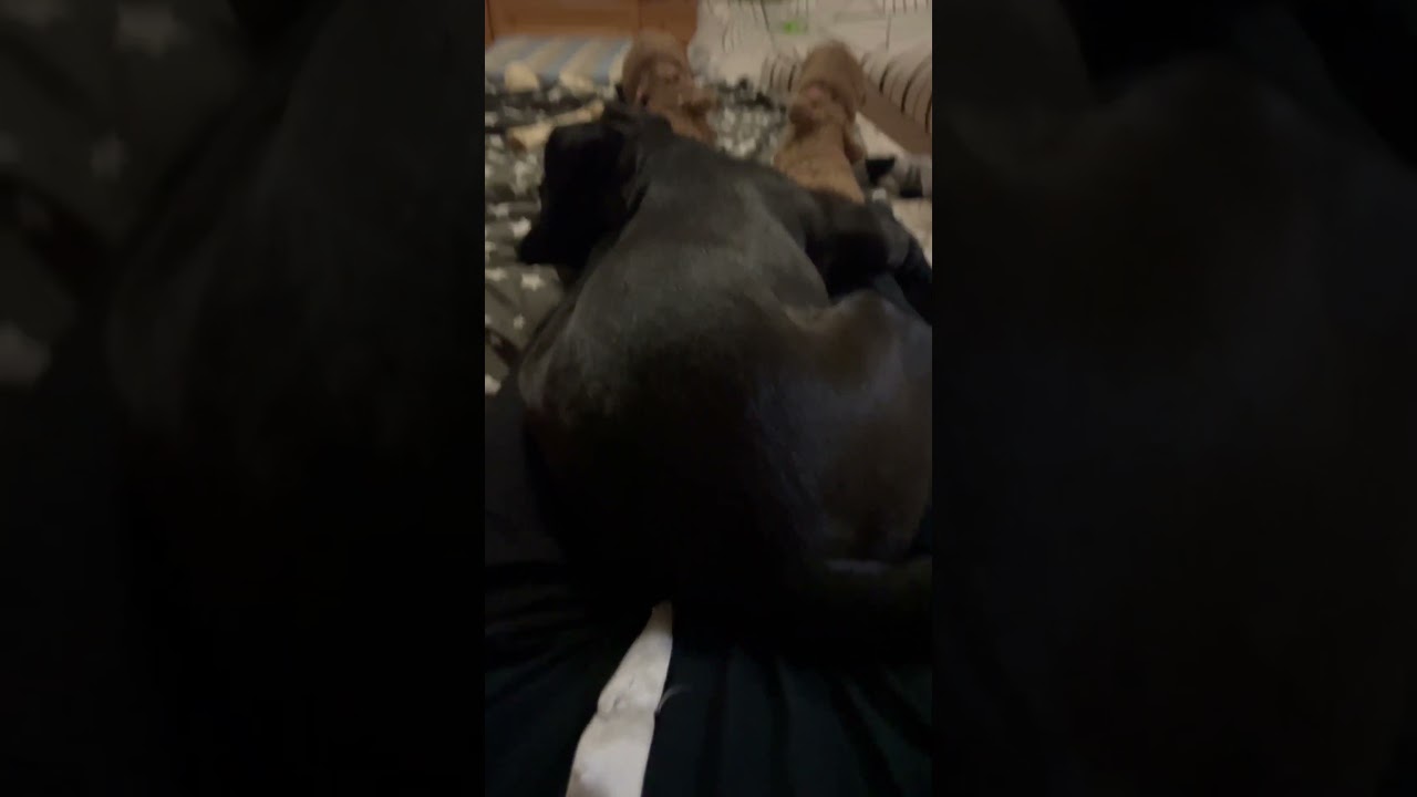 #shortsvideo #стафф #видео #рек #реки #рекомендации #ютуб #хочуврек #собака #лайк
