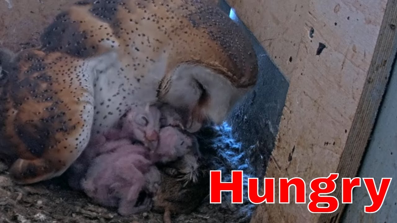 Six Tiny Beaks Open Wide! — A Moment Worth Watching 🦉🐣