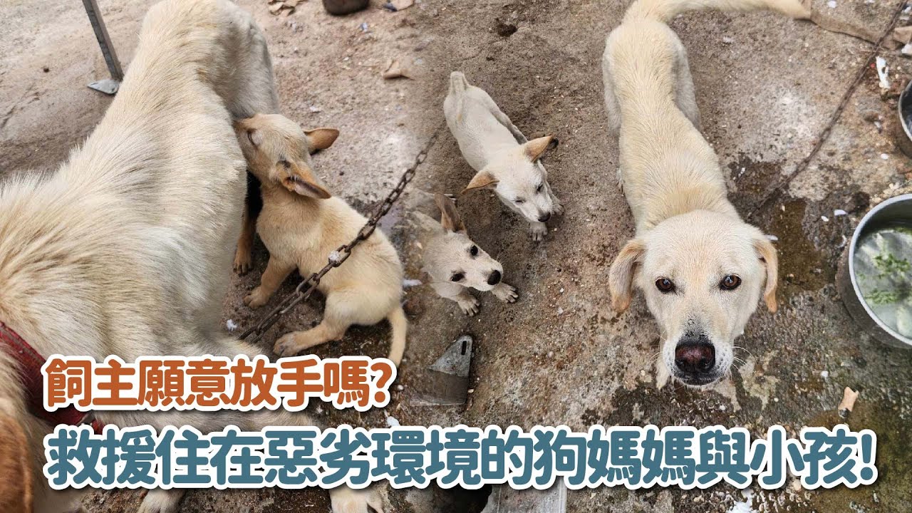 救援住在惡劣環境的狗媽與小孩！飼主願意放手嗎?｜頻道會員一起救援計畫