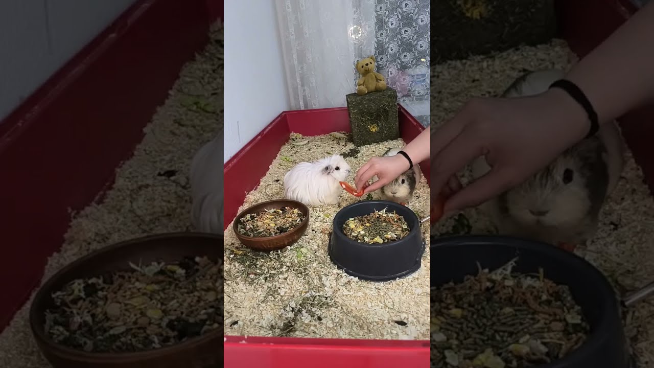Teddy & Frocky is live!