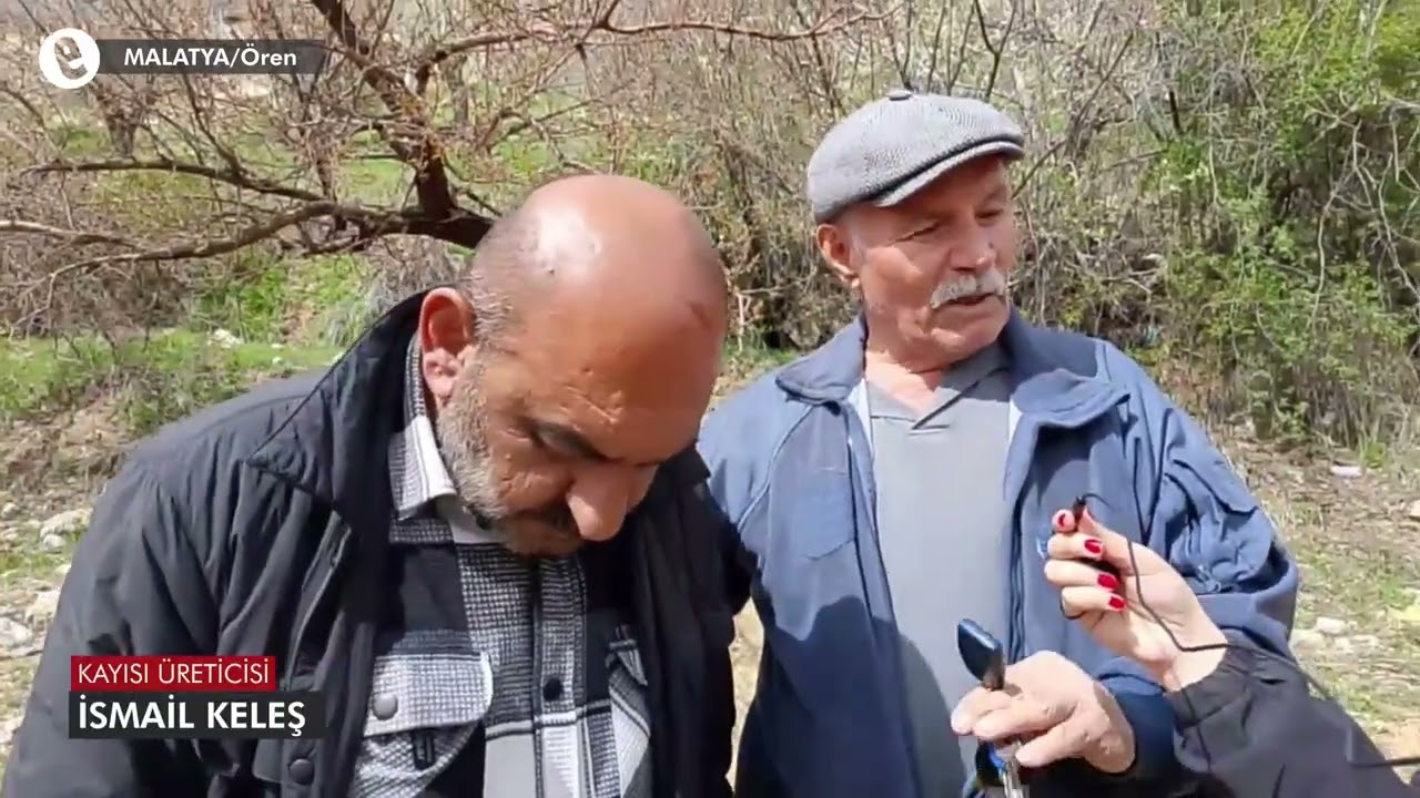 Zirai donun vurduğu kayısı üreticisi isyan ediyor: Devlet desteği şart