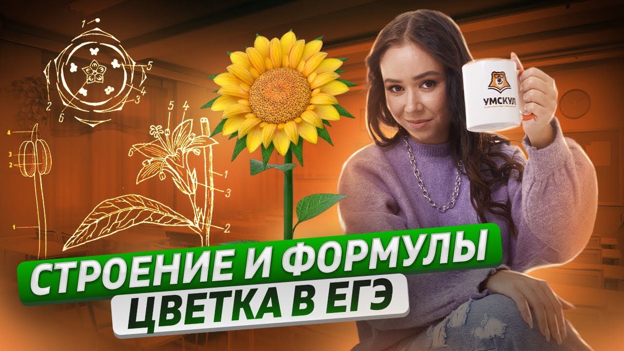 Строение и формулы цветка в ЕГЭ | Биология ЕГЭ 2023 | Умскул