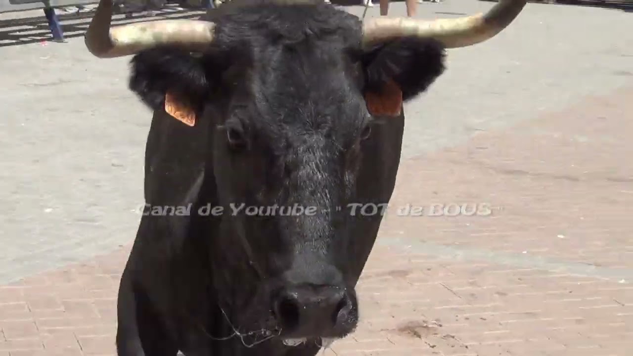 NAVAJAS ( Cs ) 2024 - BUEN MATINAL DE VACAS DE LA GANADERIA IVÁN MESEGUER 