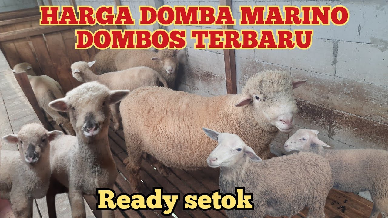 HARGA DOMBA MARINO DOMBOS TERBARU