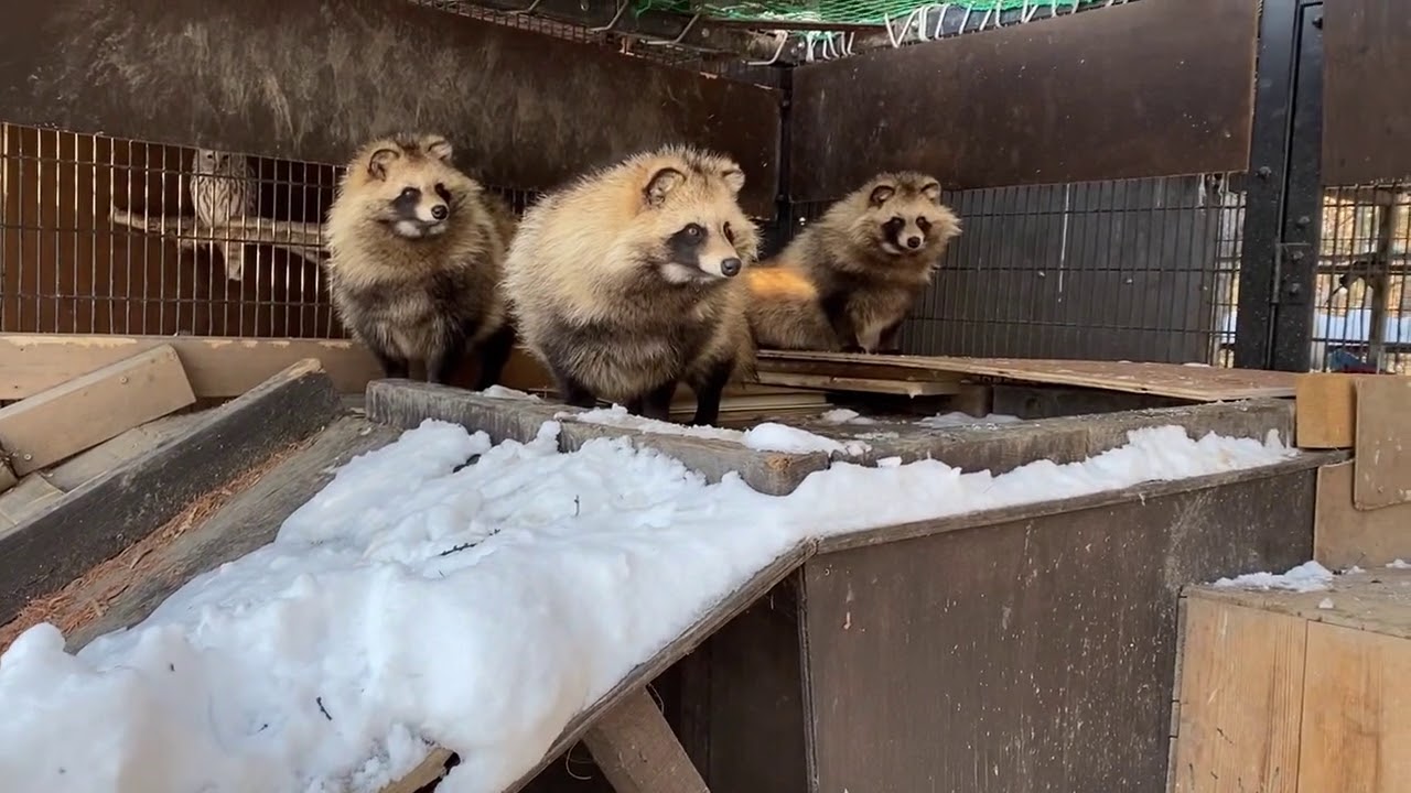 【おびひろ動物園】えぞたぬ担当のたぬきトークその3