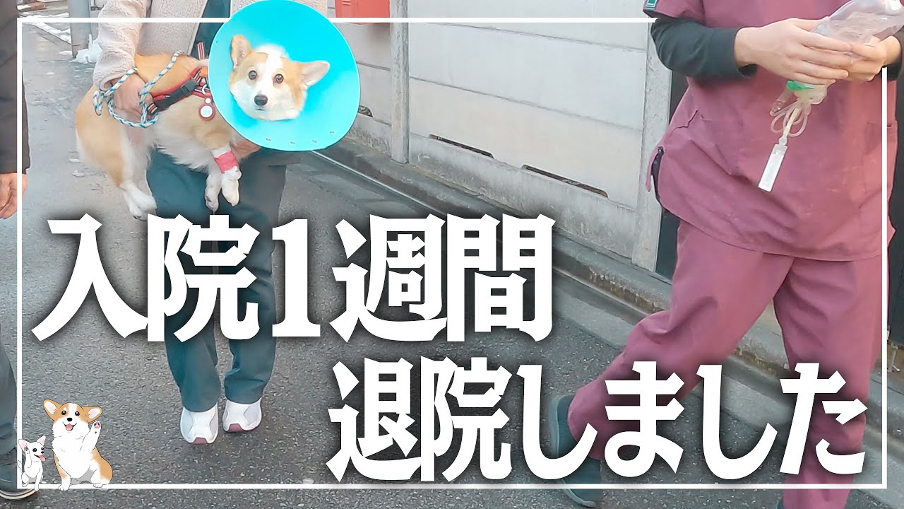 【足にプレート】前十字靭帯の手術をしたコーギーが帰ってきた