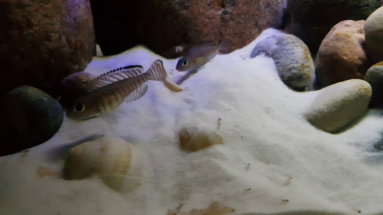 Lamprologus signatus - parents&kids