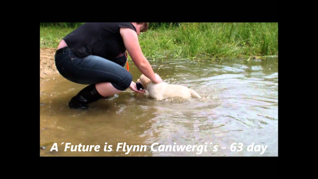 Labrador Flynn 63 den  - 3 lekce - aport na hluboké vodě