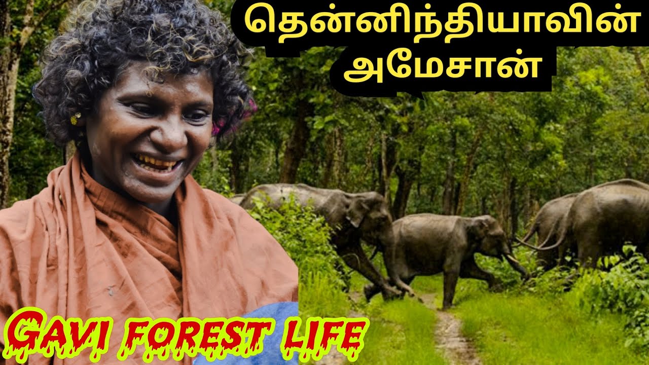 மரத்தின் மேல் வீடு🏠|கீழே யானை🐘|ஒரு வேலை உணவு🍊|gavi காட்டில் வாழும் பழங்குடியினர்|gavi forest|kerala