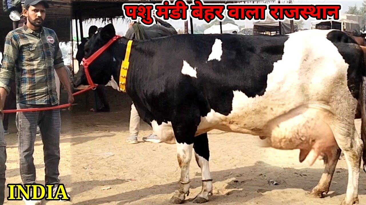 बेहर वाला पशु मंडी (13-12-2023) साहीवाल, थारपारकर, गिर, चोलिस्तानी हर नस्ल की गाय खरीदें