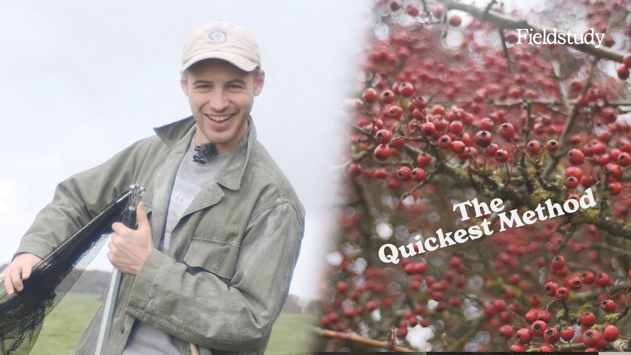 How to Harvest Hawthorn Berries | Wild Edibles UK