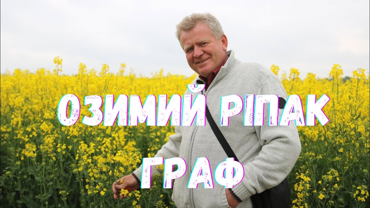 Озимий ріпак. Гібрид Граф Saatbau Probstdorfer Ukraine