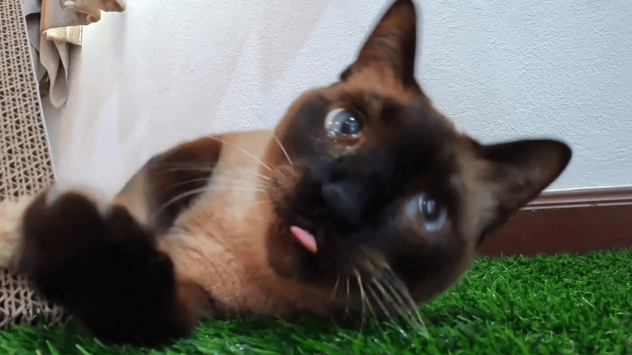 10 Minute Cat Calm | Cozy Play & Soft Lofi for Study Focus Background