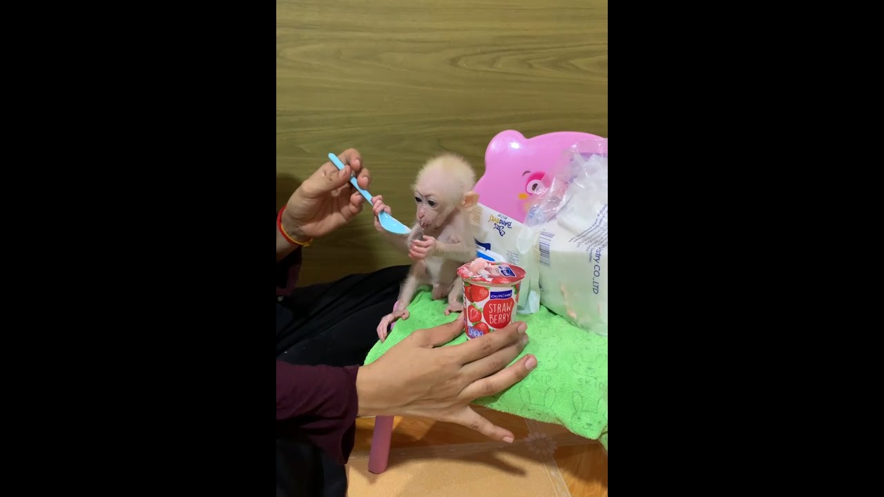 Tiny Baby Monkey Tries Strawberry Yogurt for the First Time 🐒🍓 | So Cute!