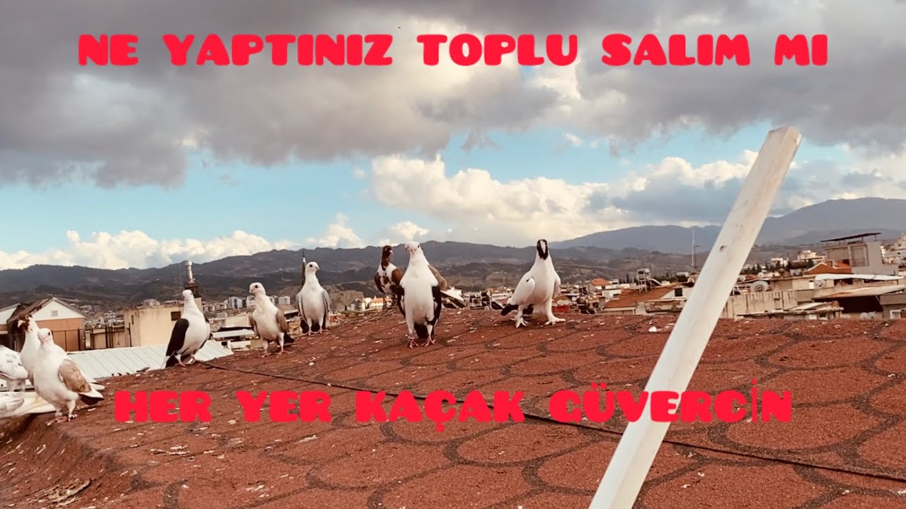 BİR DÜNYA KAÇAK GÜVERCİN VAR YAKALAYAN YAKALAYANA