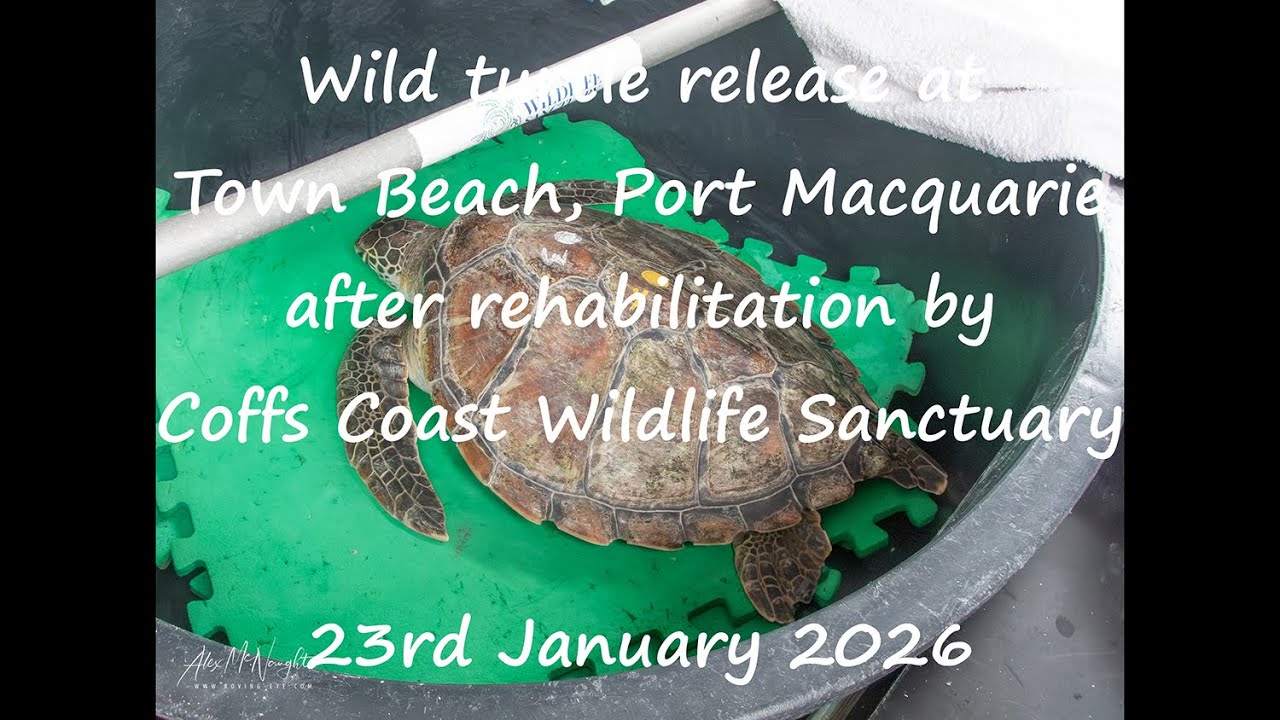 Wild Turtle release after rehabilitaiton by Coffs Coast Wildlife Sanctuary. 23rd January 2026
