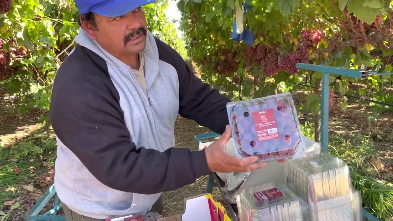 PISCA  DE  UVAS   ROJAS     Y empaque en conchas