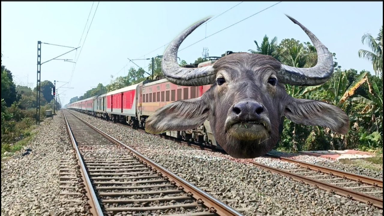 Dangerous Buffalo Headed Kolkata Garib Rath Express Furious Crossing At Satgachia Railgate