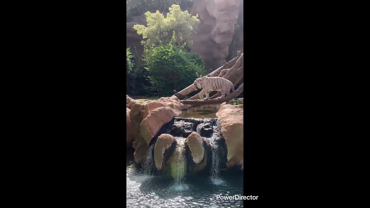 Episode 70 - 2nd Visit to Loro Parque 
