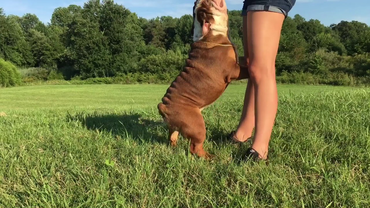 WORLD FAMOUS CHOCOLATE TRI ENGLISH BULLDOG ON EARTH; EXTREMELY RARE COLORED ENGLISH BULLDOGS PUPPY