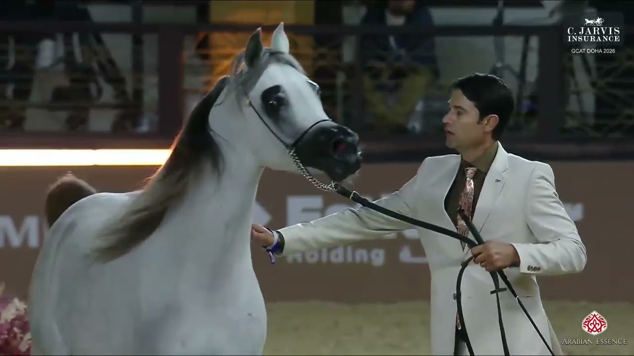 N.143 ARAD ALSAYED - GCAT Doha 2026 - Colts 3 Years Old B (Class 6B)