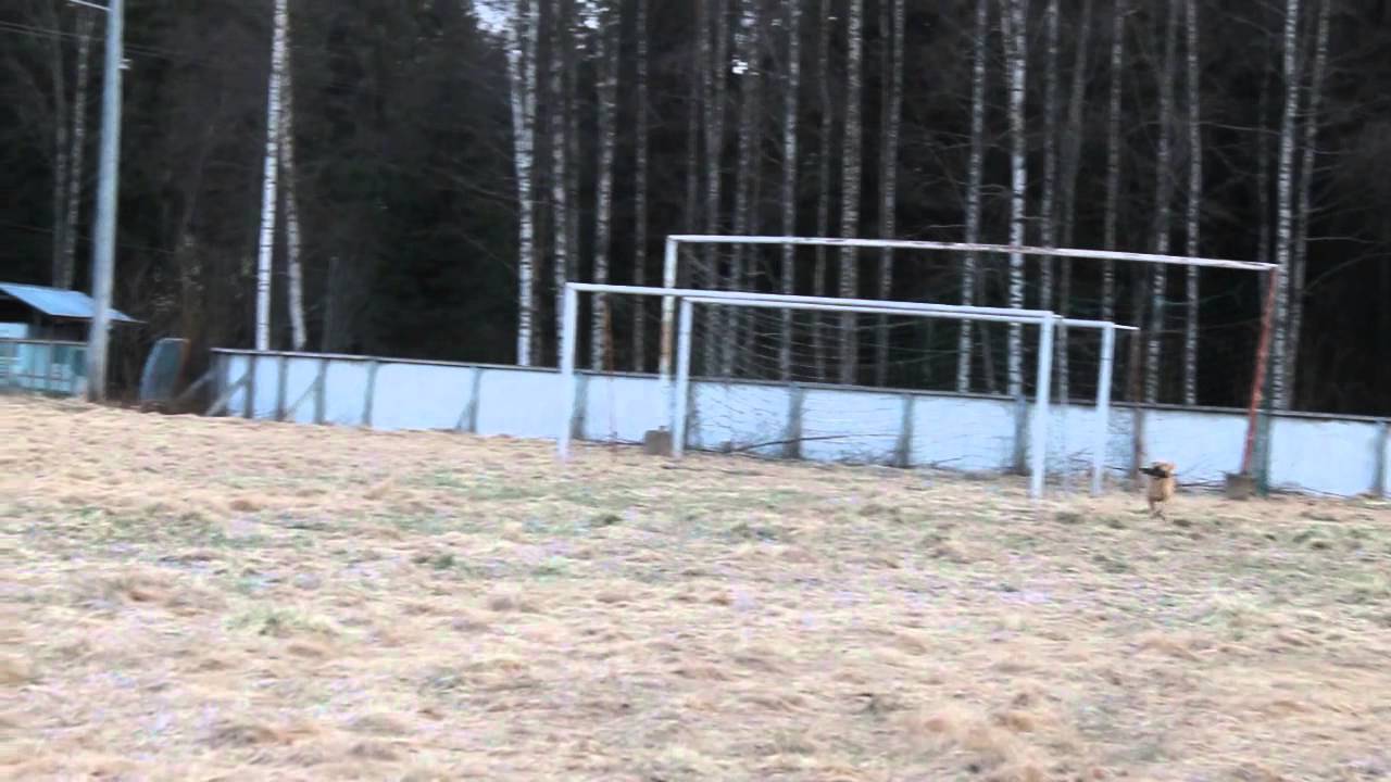 Ristus treenaa ohjattuja noutoja (muisti)