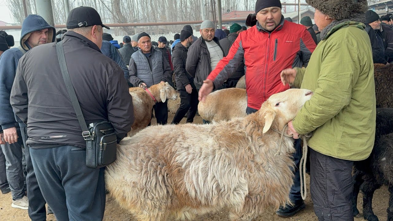 3 SOAT SOVDA BULDI KOTTA QUCHQOR KOTTA FOYDA QILDI DEXQON QUQONQUY BOZORI CHORSHANBA 28 01 2026