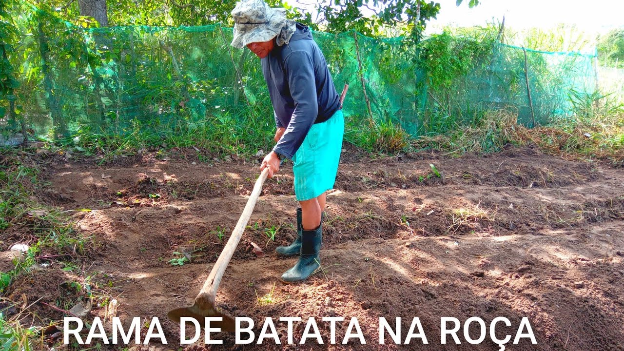 COMO PLANTA RAMA DE BATATA DOCE E TER GANHOS SIGNIFICATIVOS NA ROÇA? #comodesflopar #comofazer #1m