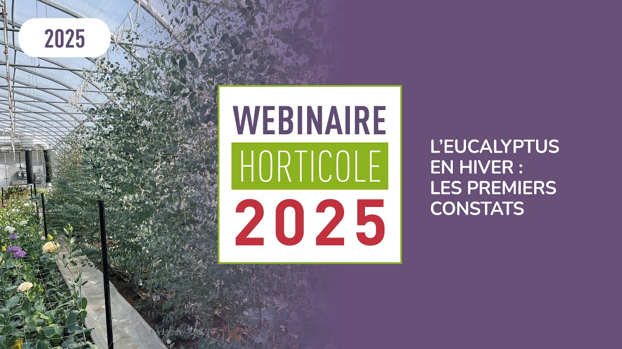 L’eucalyptus en hiver : les premiers constats