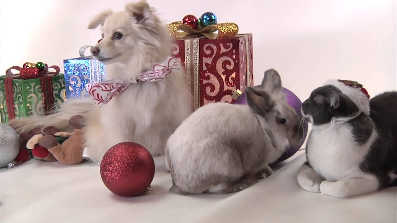 12 Days Of Vetericyn