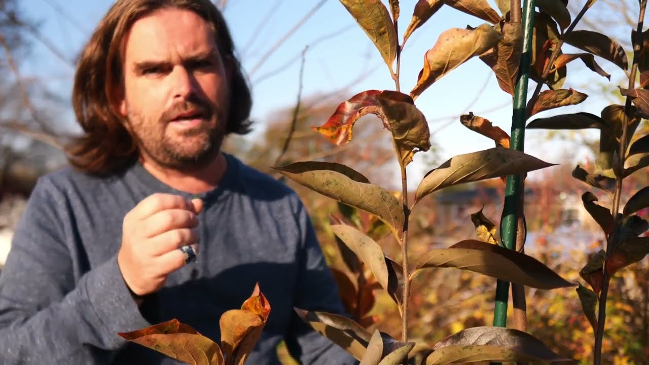 Hybrid & Kaki Persimmon Cold-Hardiness -- Principles, Observations & how to Protect Newer Trees