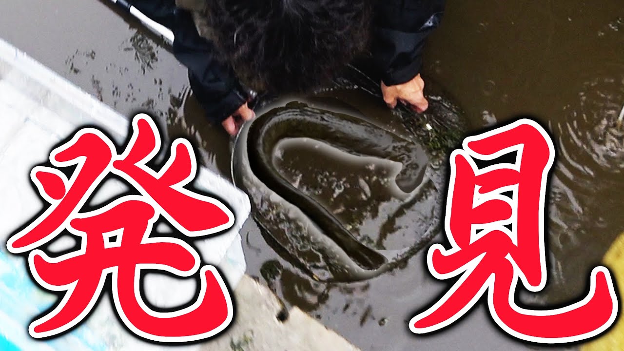 沖縄には存在しないはずの両性類を食べつくした生物が見つかる【生物マニアの自宅改造＃3】