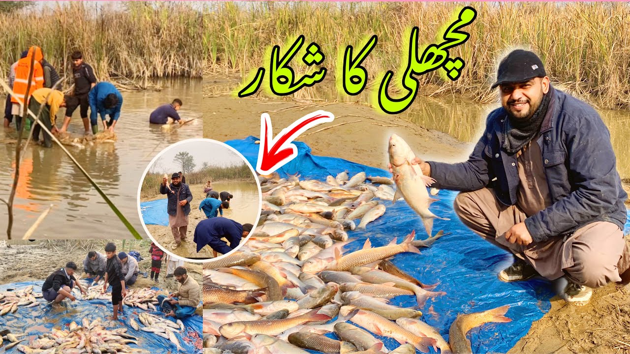 Fish Hunting in my village 🐟 |Village daily routine |Arslan Ghafoor vlogs