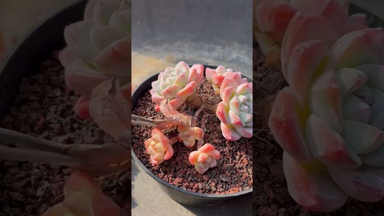 4K Succulent Office Background for Professional Focus & Productivity