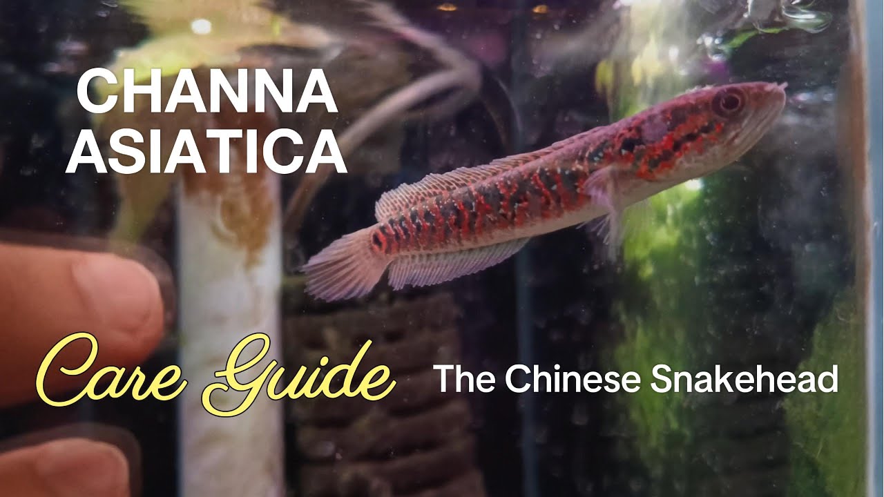 Channa Asiatica / Chinese Snakehead Care Guide? Here's how to set up a tank and what not to do!