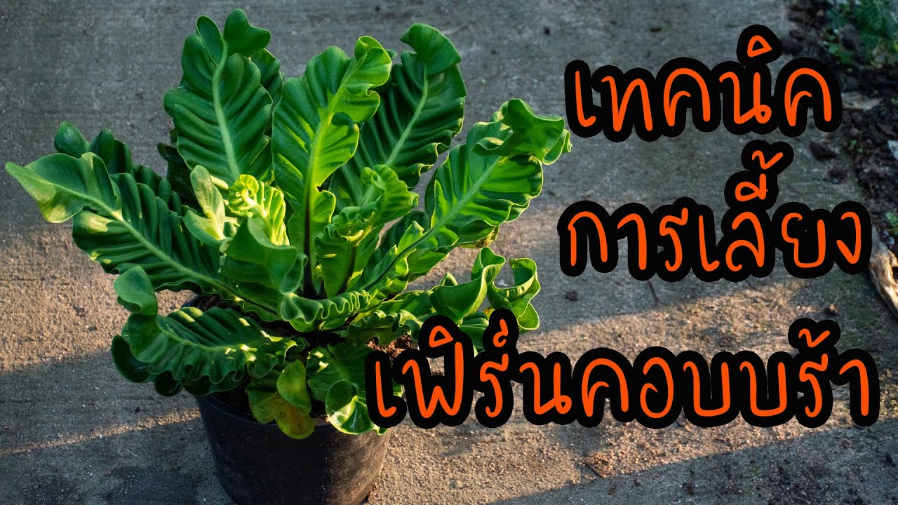 เทคนิค การปลูก เฟิร์น คอบบร้า ให้ต้นใหญ่ สวนลุงช้อย ไม้ประดับ