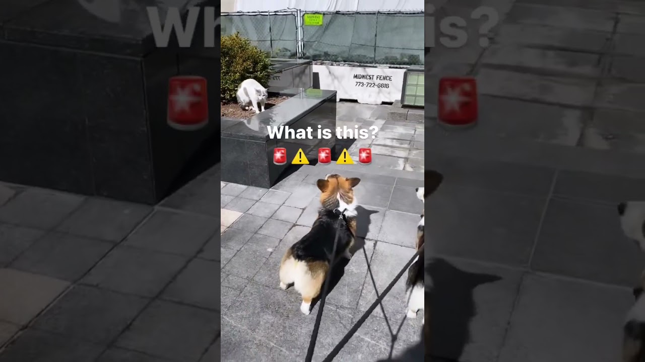 Corgis are synchronized when they see a cat #corgi #dogs #pets