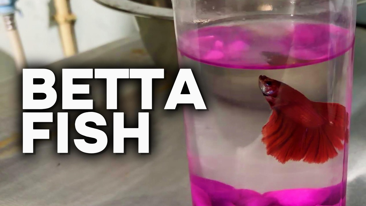 Betta Fish In Lulu Mall || Kukatpally || Hyderabad || Lulu Hypermarket || Xplore With Afsar |