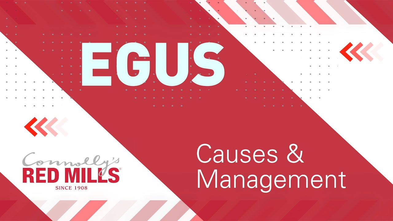 Ask our Experts - Equine Gastric Ulcers