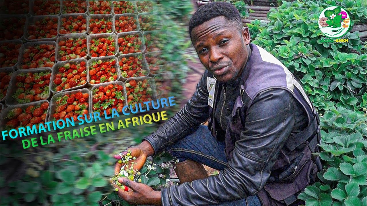 Formation en Culture de la fraise en Afrique