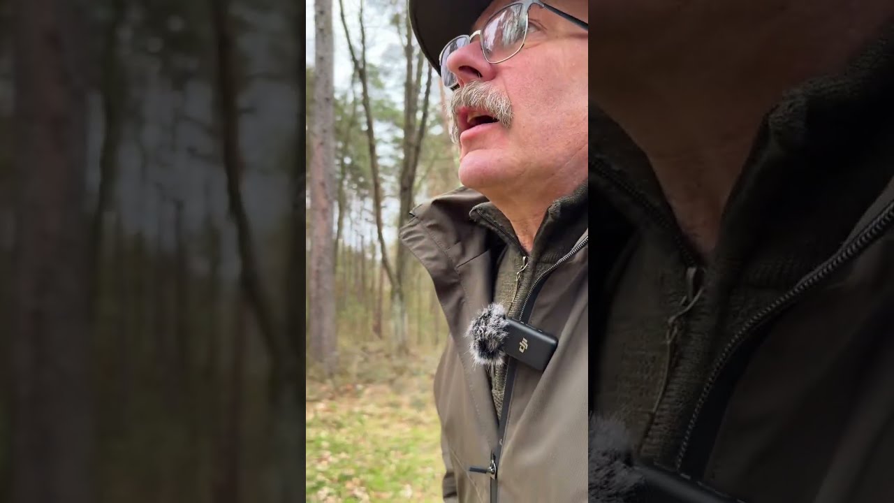 🌲 Leśnictwo Węgl&oacute;wka w deszczu - opowieść o przebudowie drzewostanu i uprawach pochodnych