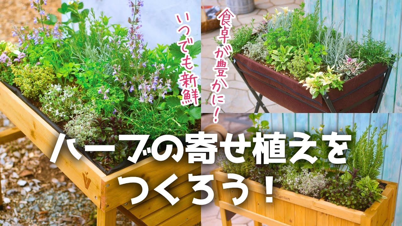 食卓が豊かに！ハーブの寄せ植え #ガーデニング #寄せ植え #ハーブ #青山ガーデン