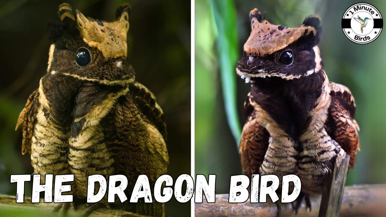 Great Eared-Nightjar - The Dragon Bird