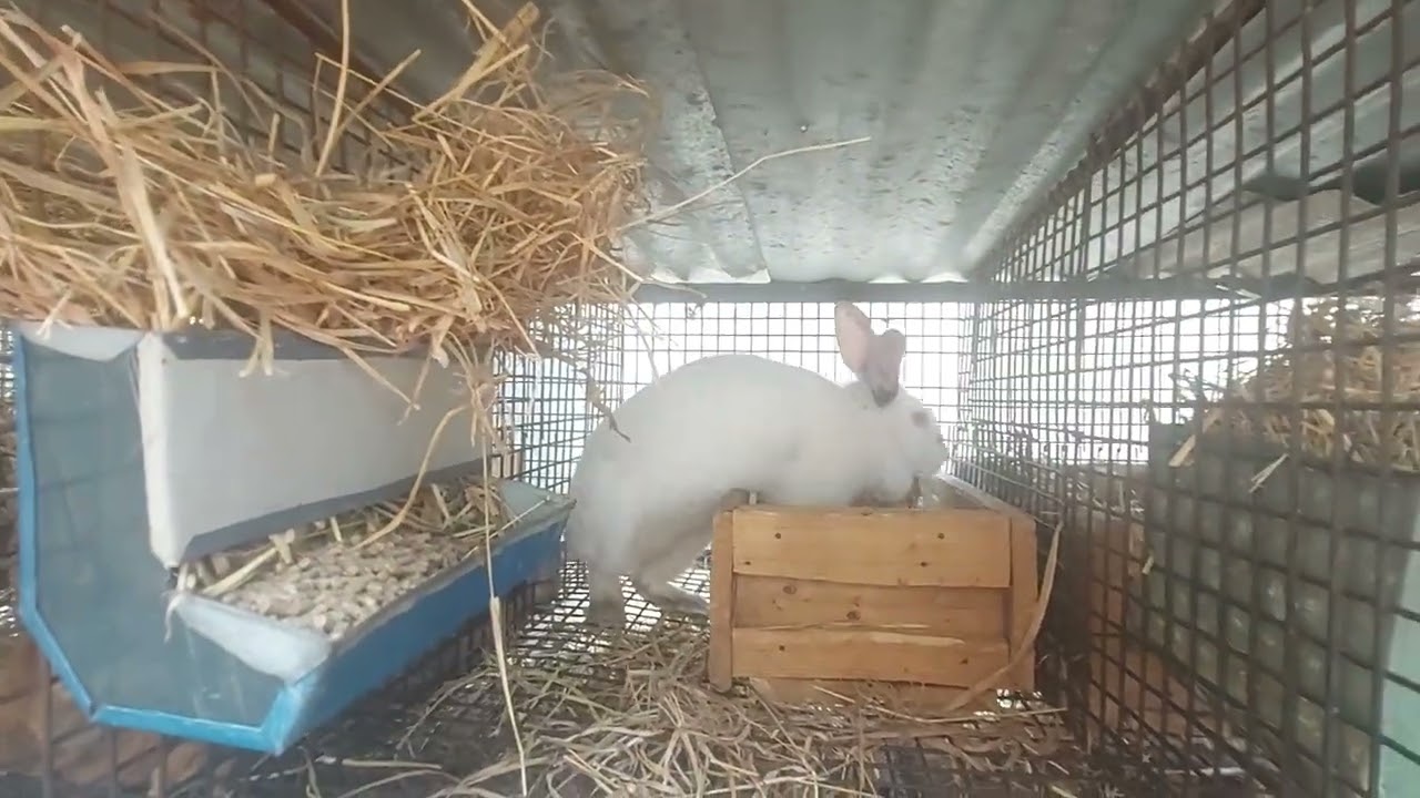 Tour of a backyard Rabbitry Production   Cuniculture part 1