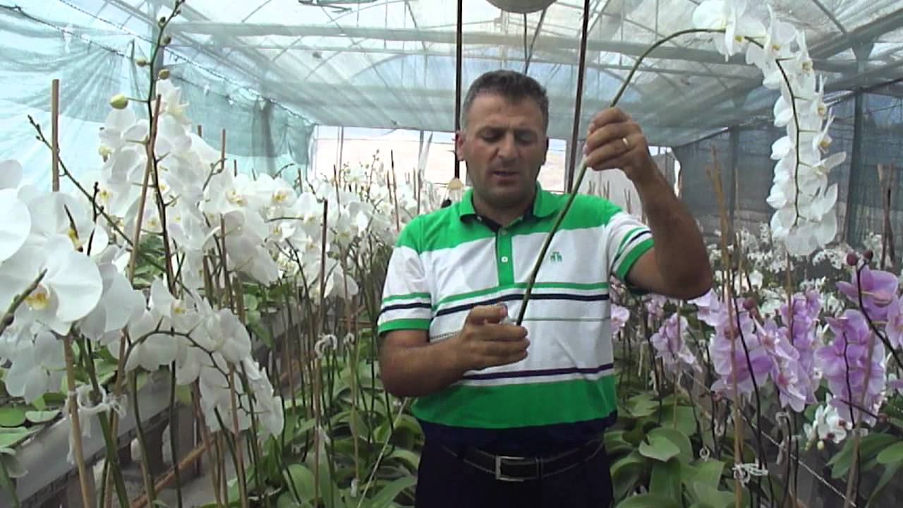 KESME PHALAENOPSİS ORKİDE YETİŞTİRİCİLİĞİ (CULTIVATION OF PHALAENOPSIS ORCHIDS)