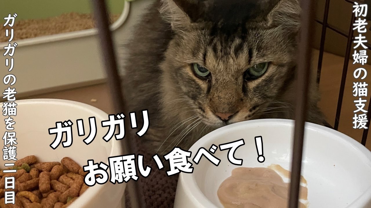 痩せこけてガリガリの長毛猫さんを保護。病院に行き、一夜明けましたが・・・【野良猫支援】