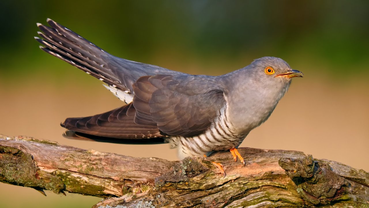 The Famous Call of the Unseen Common Cuckoo ~ Cuculus canorus